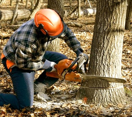 Tree Removal in Fulton, TX